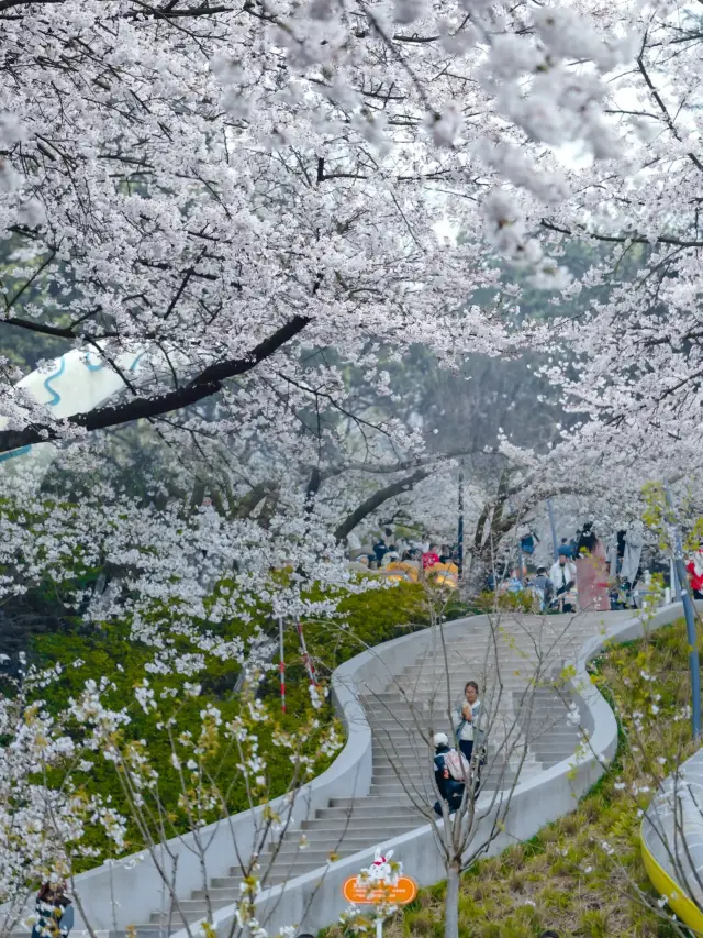 I want to experience a cherry blossom rain with you in Hangzhou!!