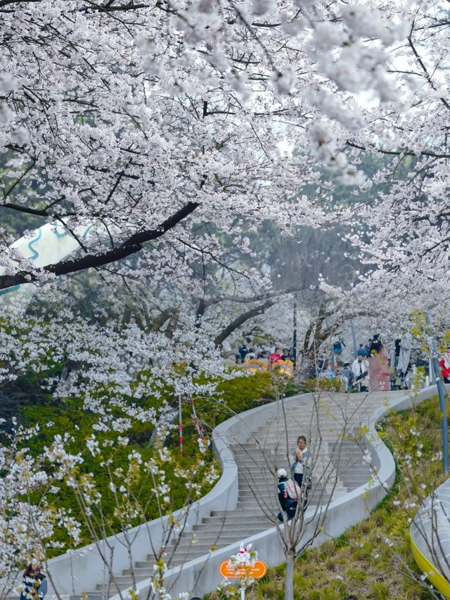 在杭州想和你淋一場櫻花雨！！
