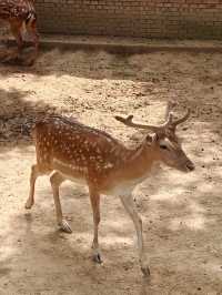 超治癒的動物園之行