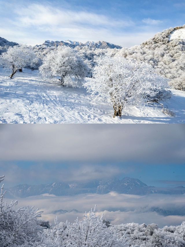雲海霧凇雪山 太子嶺滑雪