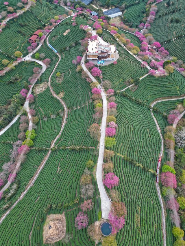 《國家地理》沒騙我福建的櫻花茶園美成畫|||