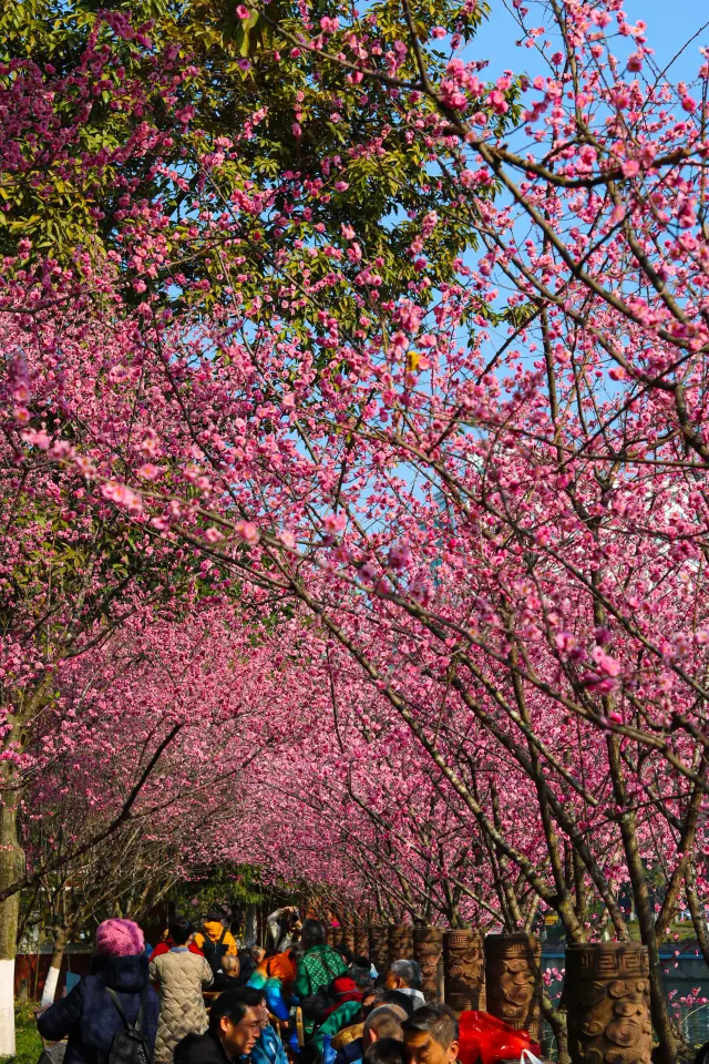 成都市区の梅を見るのに最適な場所