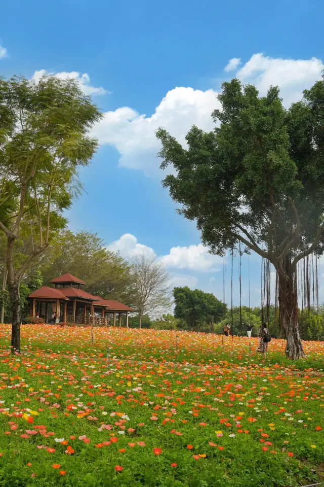 Xiamen Garden Expo Park's free sea of flowers collection!! So beautiful it'll make you cry (with timings)