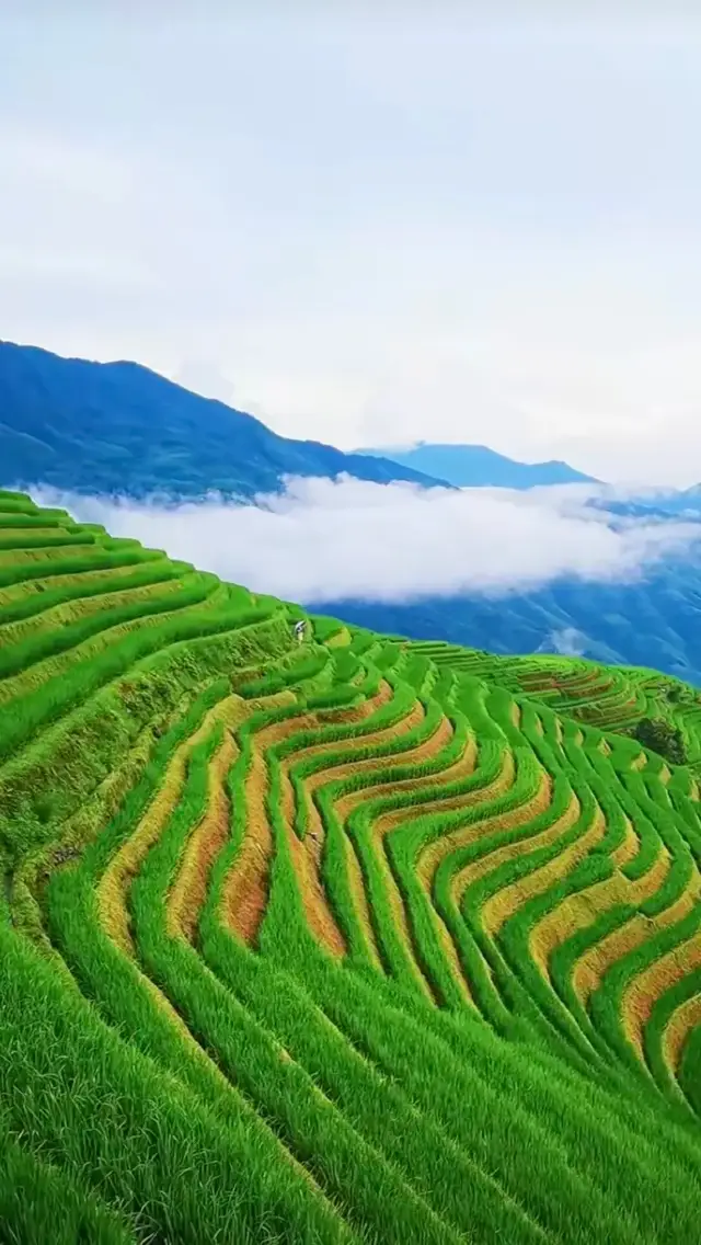 廣西龍脊梯田  層層梯太美了