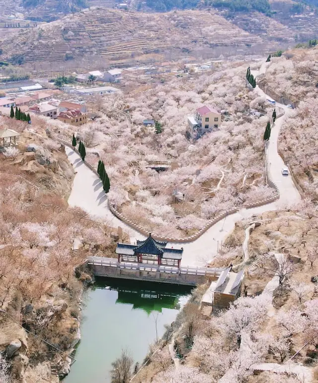 Highly recommended to enjoy cherry blossoms and have a date with them in March