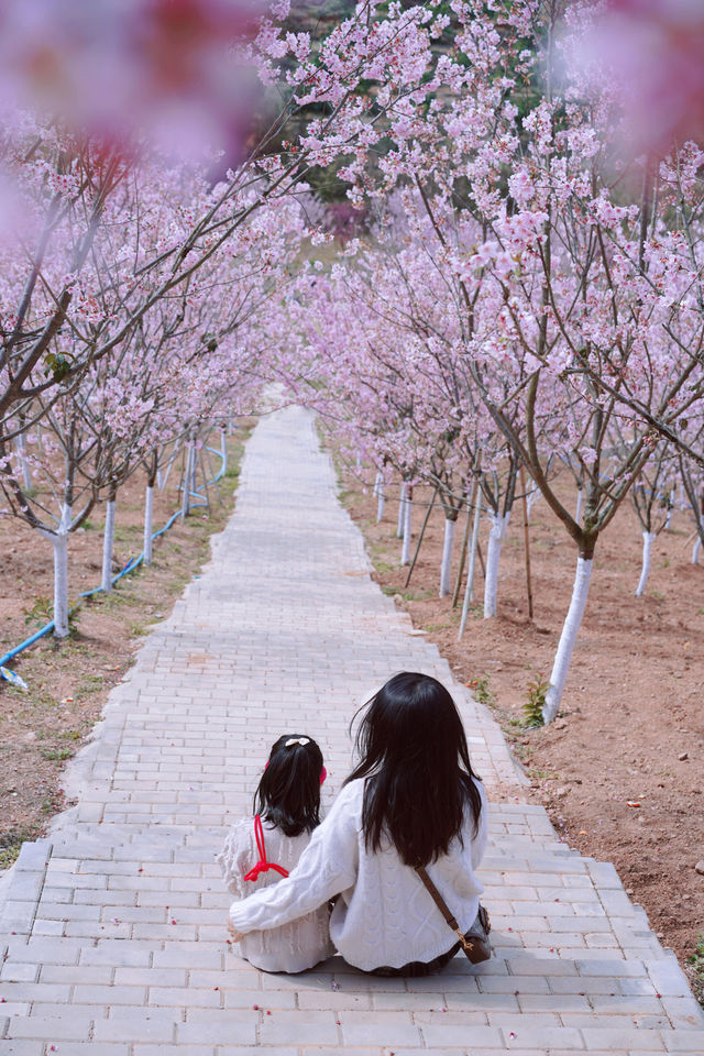 親子遊 | 不是日本櫻花看不起而是廣東櫻花更有性價比！