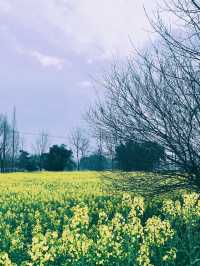 崇州重慶路油菜花黃了 | 成都春日賞花攻略