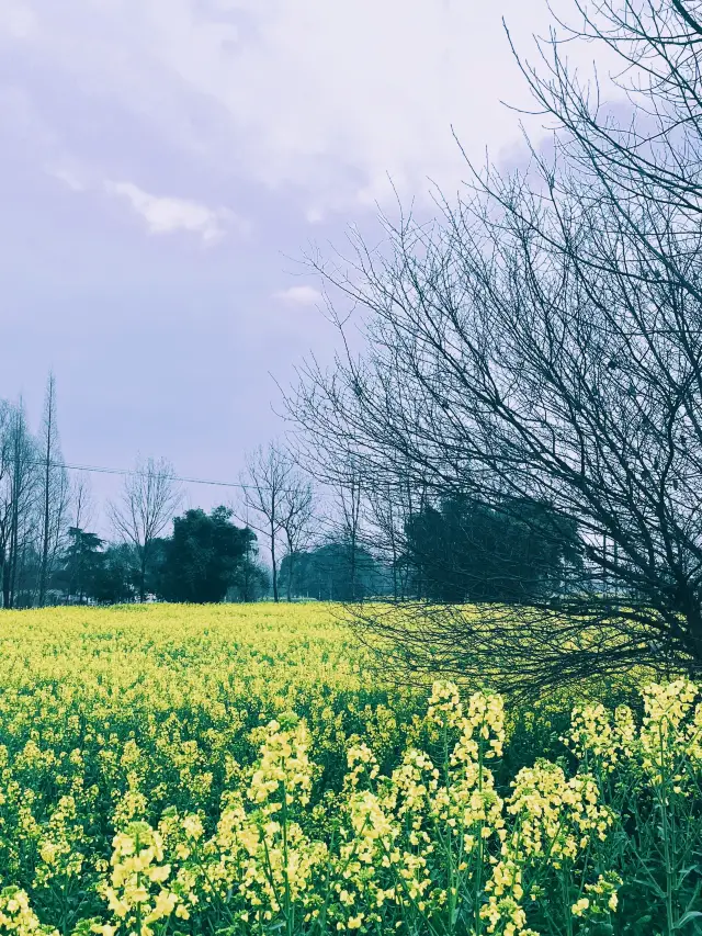 The rapeseed flowers on Chongqing Road in Chongzhou are blooming | Chengdu Spring Flower Viewing Guide
