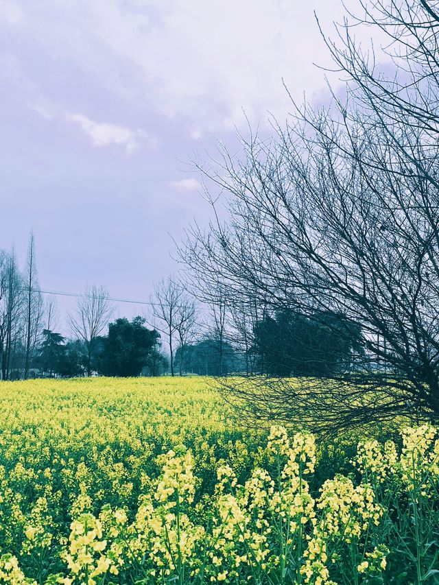 崇州重慶路油菜花黃了 | 成都春日賞花攻略