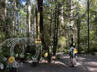 第一次樹頂漫步—Otway treetop walk