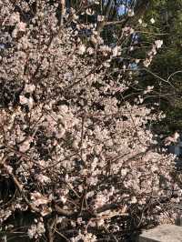 長沙望月湖公園的櫻花近況!