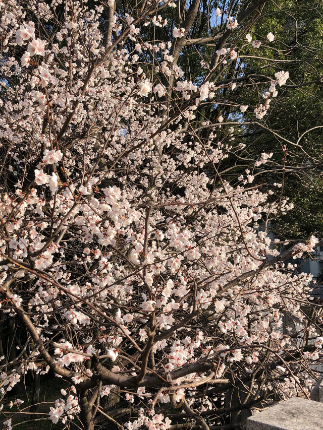 長沙望月湖公園的櫻花近況!