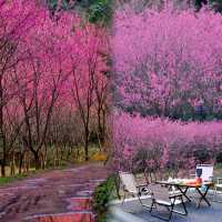 接下來的杭州，是國內賞櫻花的天花板：米積村紅色櫻花