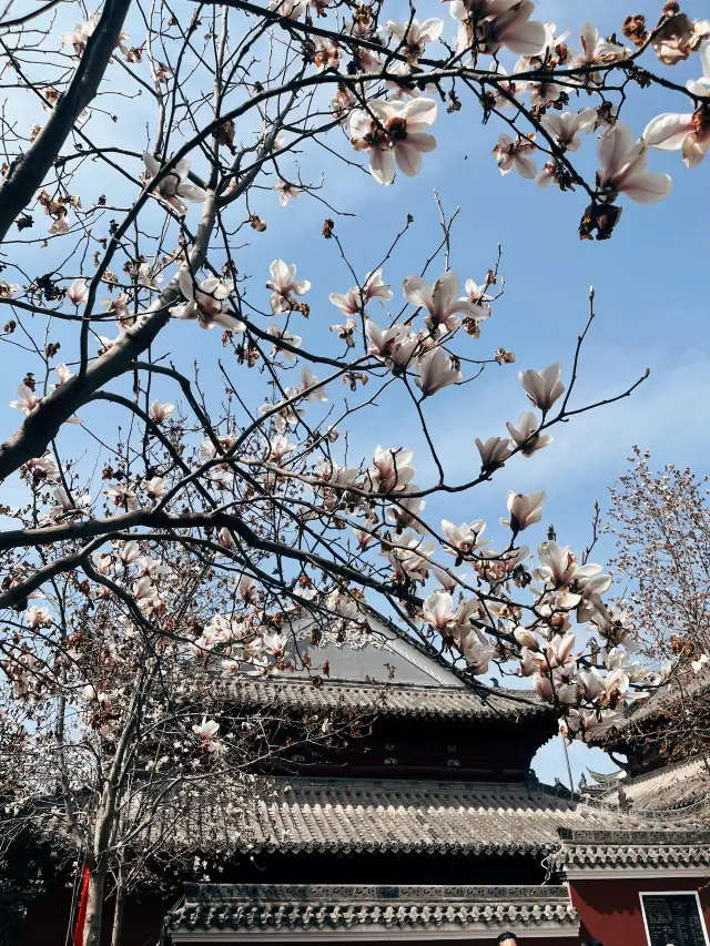 Magnolias bloom amidst the red walls and grey tiles at Changchun Temple