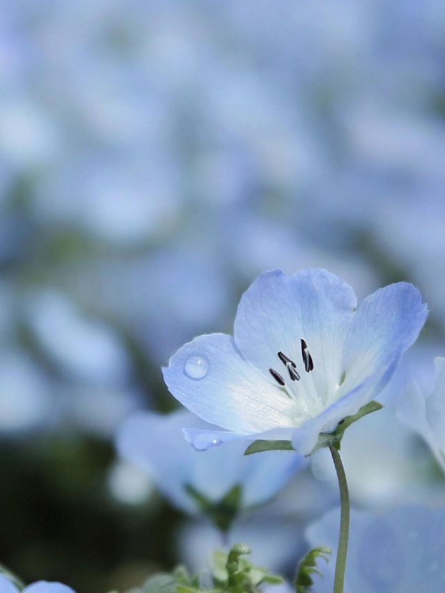 4月中旬～下旬｜茨城縣海濱公園藍色花海來啦