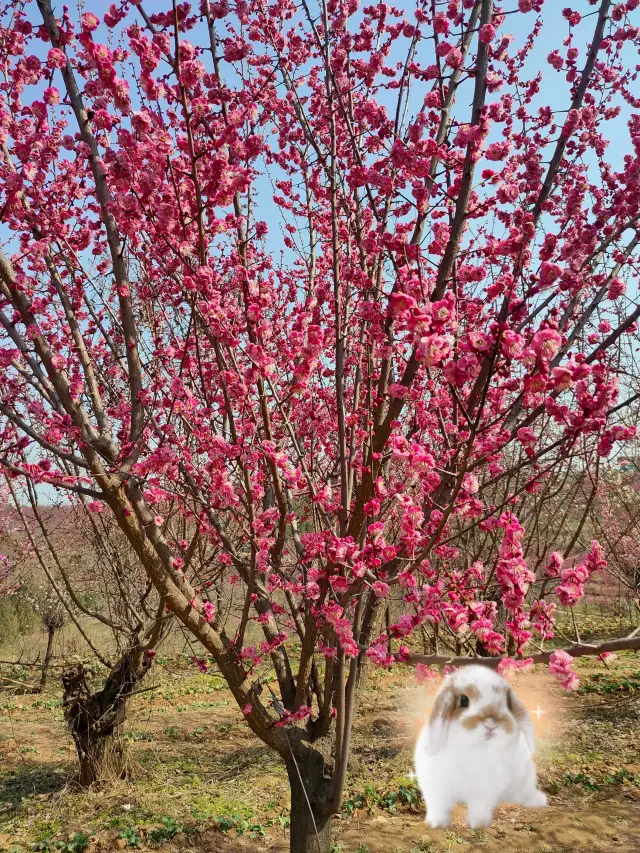 Xi'an‖ The Longyanggou Plum Blossom Base is super spectacular