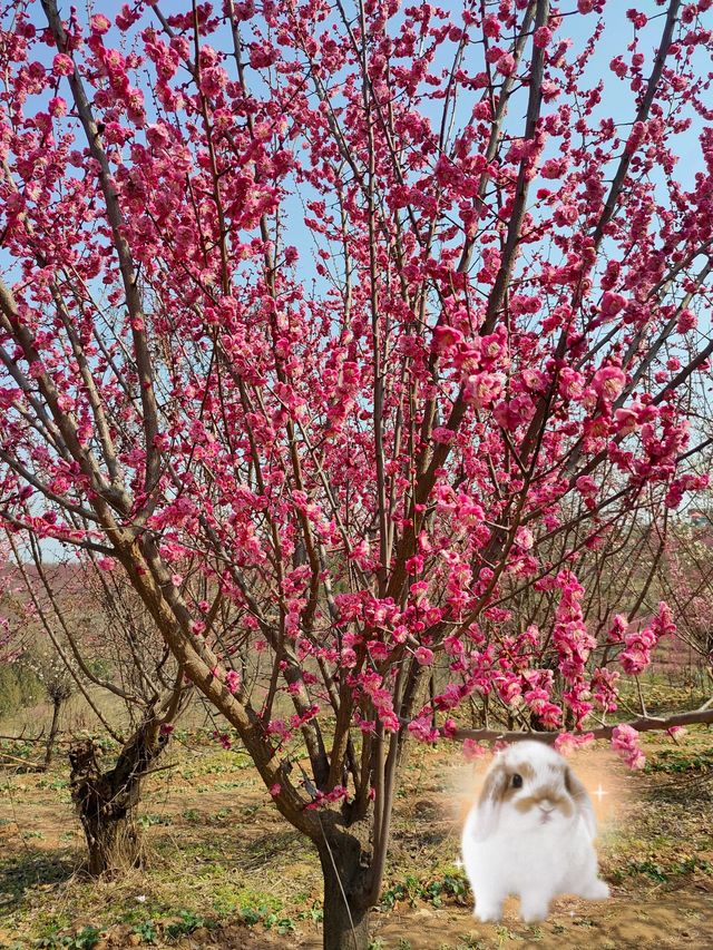 西安‖龍陽溝梅花基地超級壯觀