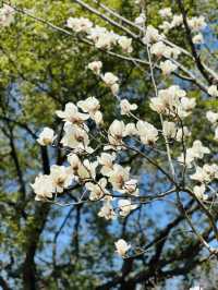 上海桂林公園