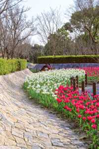 方松體育公園·鬱金香花海