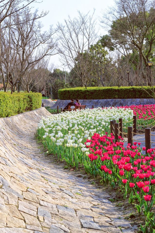 方松體育公園·鬱金香花海