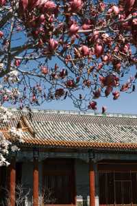 京城春日賞花攻略＆皇城根兒下免費秘境裡的玉蘭