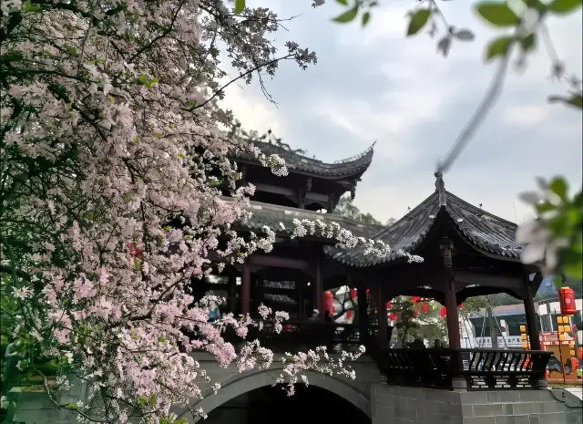 Chengdu Flower Viewing: Sharing 7 Secret Spots for Crabapple Blossoms