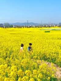 親子一日遊|誰還沒有去洋縣看油菜花海