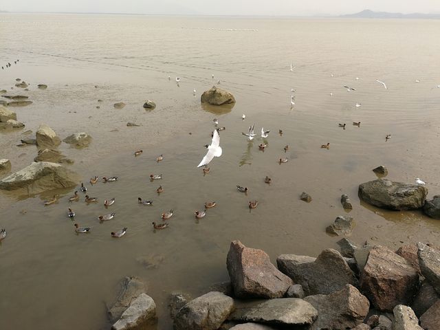 探索自然與繁華：深圳紅樹林與歡樂海岸雙重體驗之旅