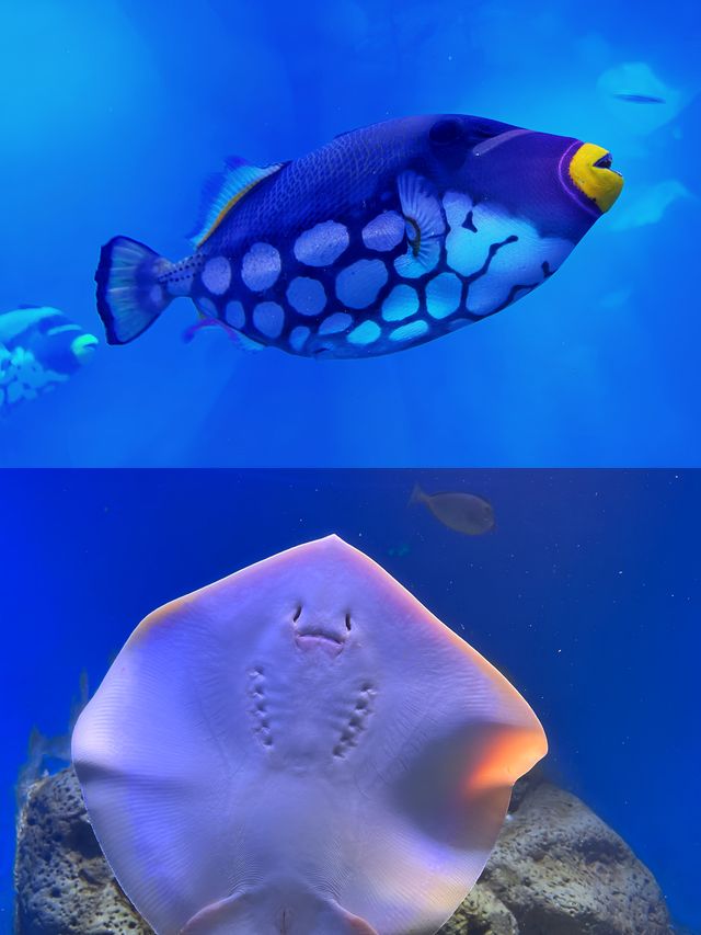 隱於「海夢一方」商場內的「空中海洋館」! 隱於「海夢一方」商場內的「空中海洋館」!