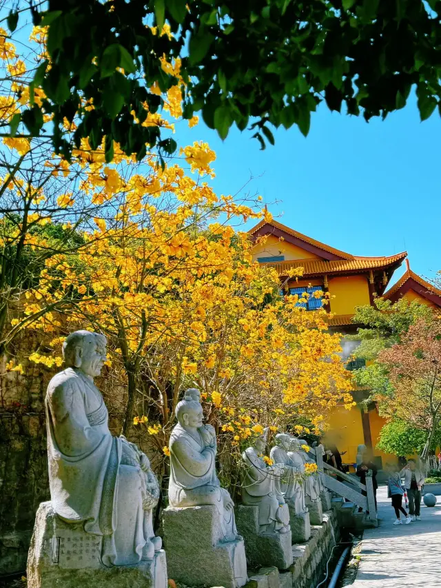 In Xiamen, don't miss the pear blossoms blooming in the spring at Shishi Zen Monastery