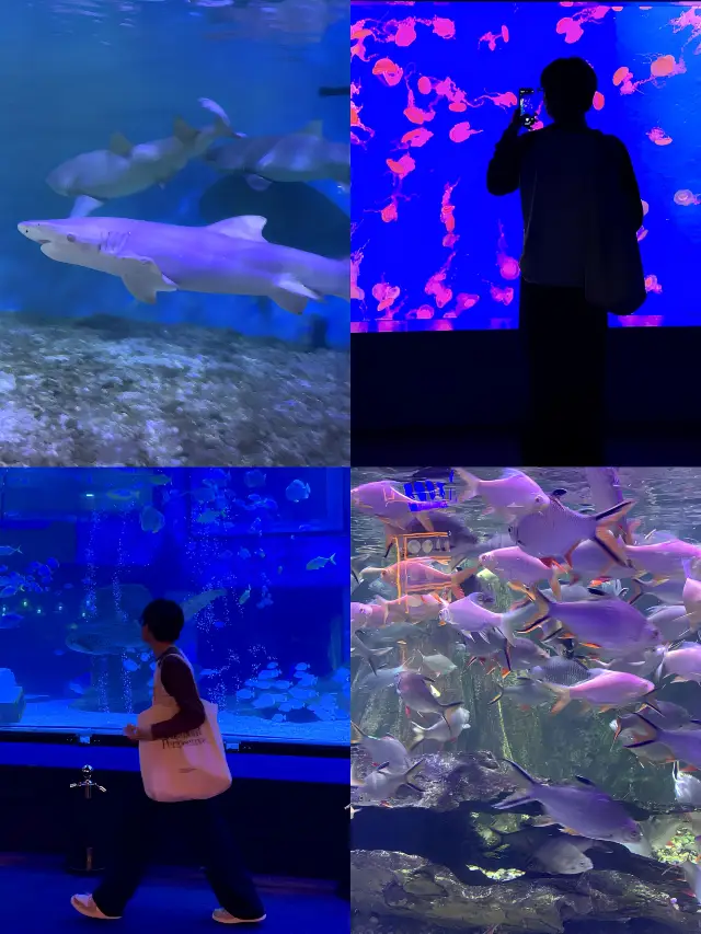 The aquarium in Guangzhou has gone next level!!!
