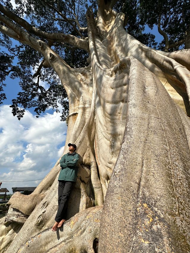 巴厘島|烏布小眾景點Bayan Ancient Tree