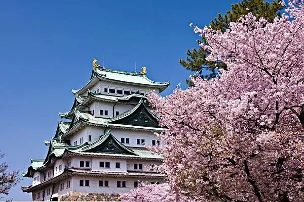 Viewing cherry blossoms in Nagoya