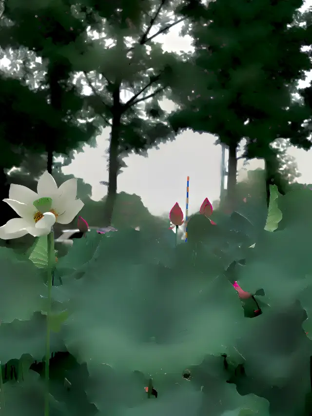 항주｜여름의 끝자락을 잡고 연꽃 구경 가세요🪷아시안 게임에 항주에 오시면 놓치지 마세요