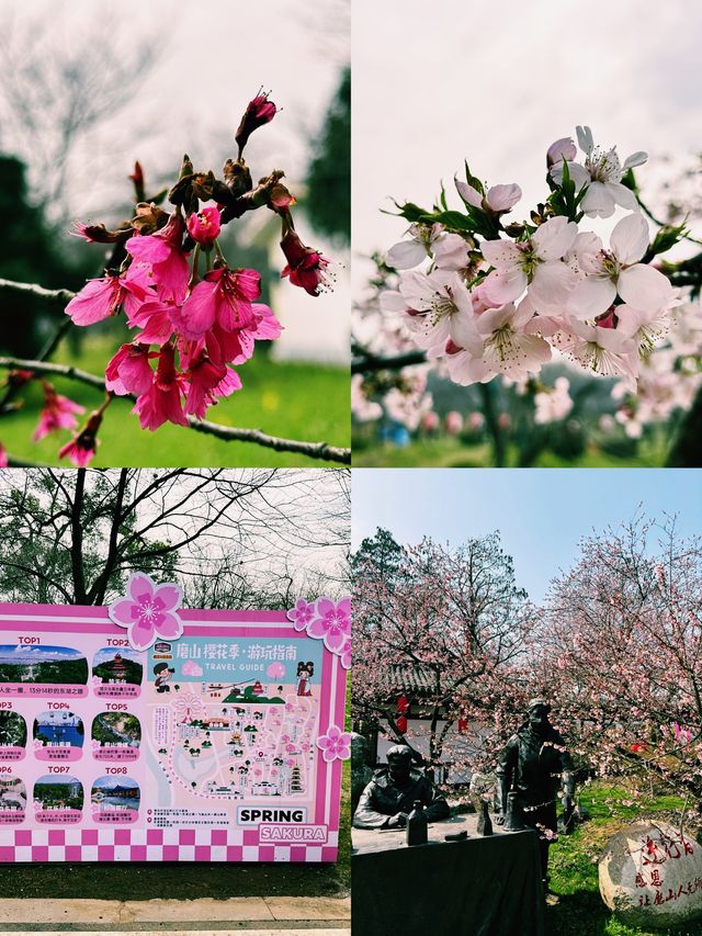 【武漢東湖櫻花園】春日遊，東湖櫻花雨中行