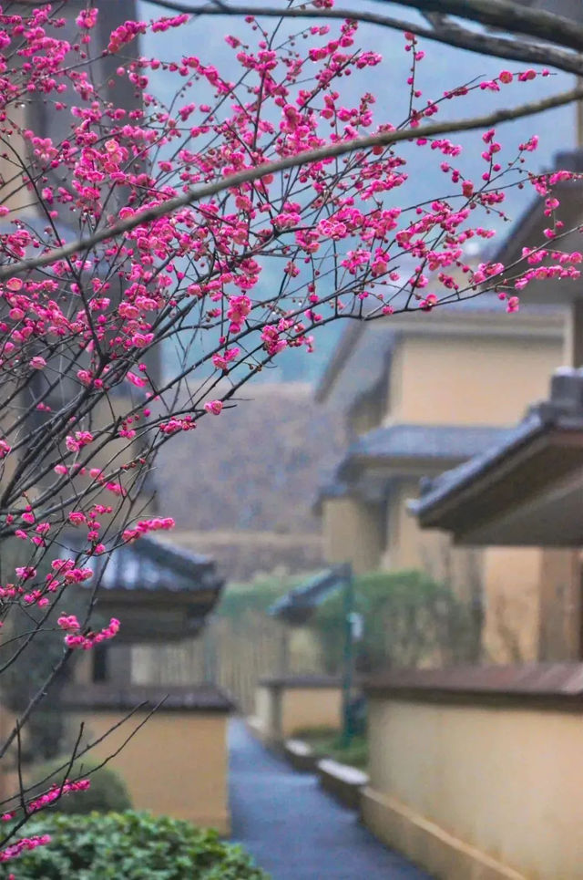 （收藏）開啟春天的浪漫，來一場踏春賞梅之旅~