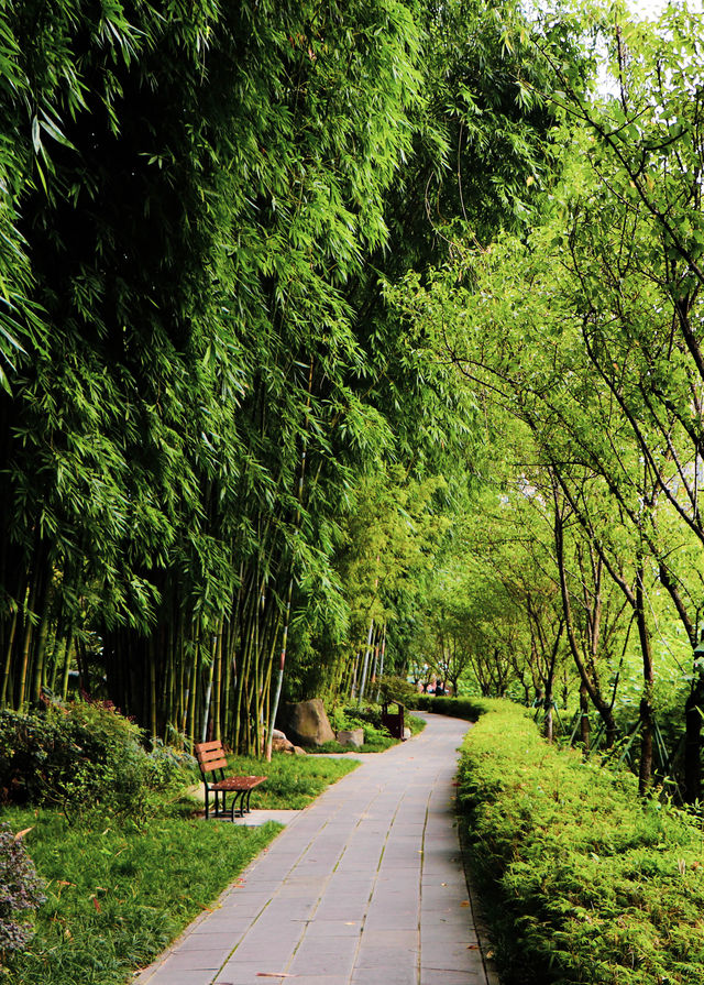 成都|去清風竹影竹有詩意的公園喝茶去