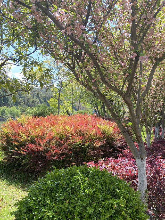 美爆了 丽江黑龙潭公園