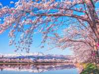 Niigata Sakura Warm Wind