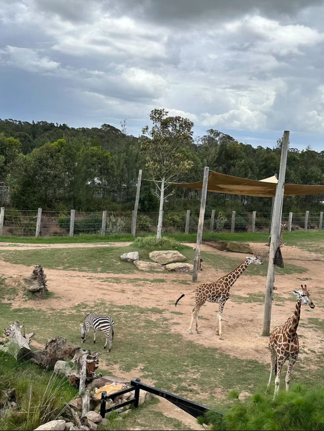 Sydney Zoo Great weekend Destination 🦘🇦🇺