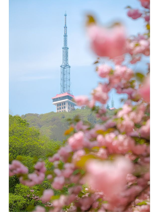 青山公園的晚櫻已經 next level