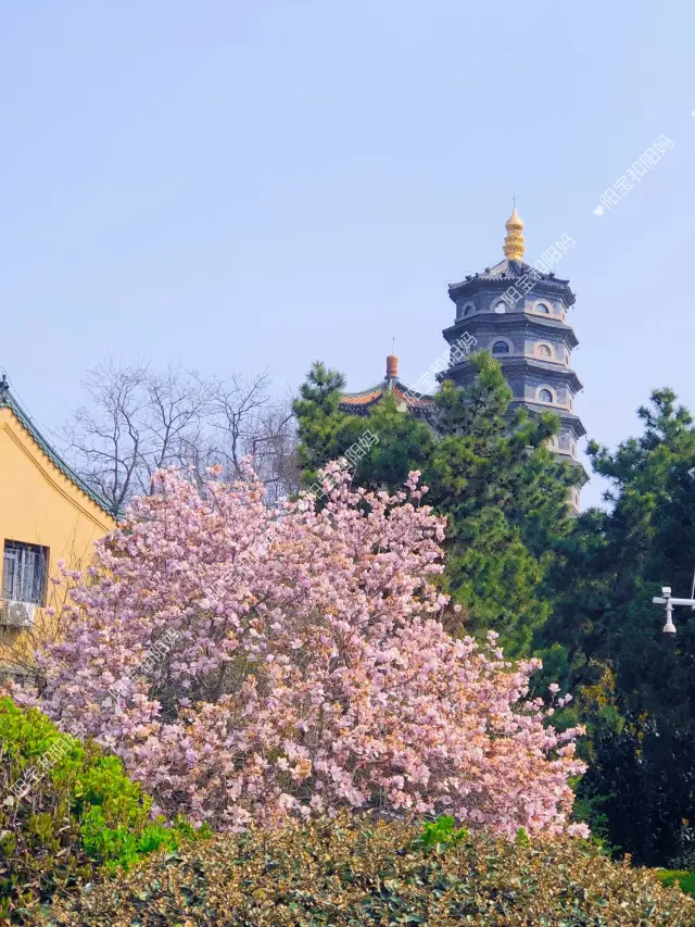 湛山寺的玉蘭都有了佛性（附三柱香）