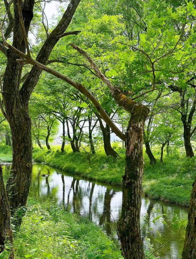 五一，在芜湖 尋找現實版的綠野仙蹤