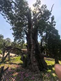 世界文化遺產嵩陽書院--登封少林寺嵩陽景區