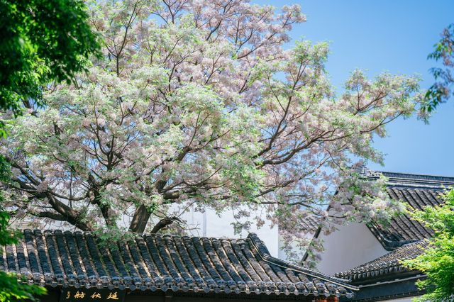 蘇州本地人都不知道的小眾園林，苦楝花開