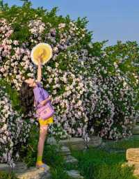 青年春日最全賞花地圖