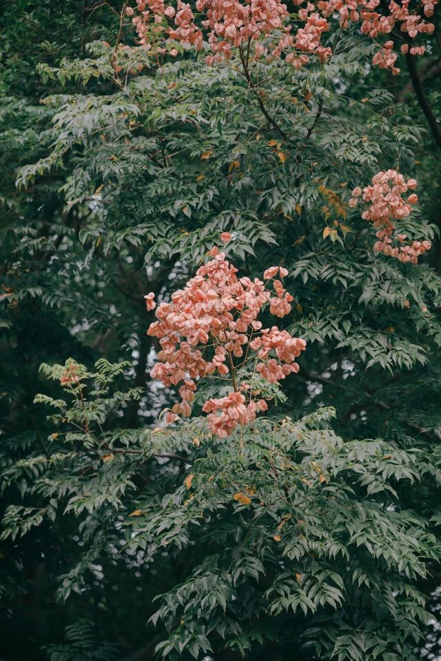 秋日燈籠|欒樹