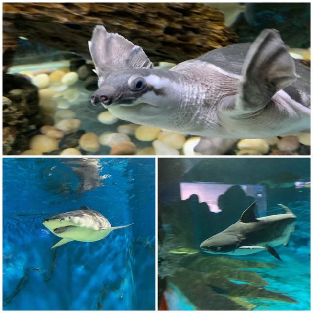 海洋生物這裡應有竟有！