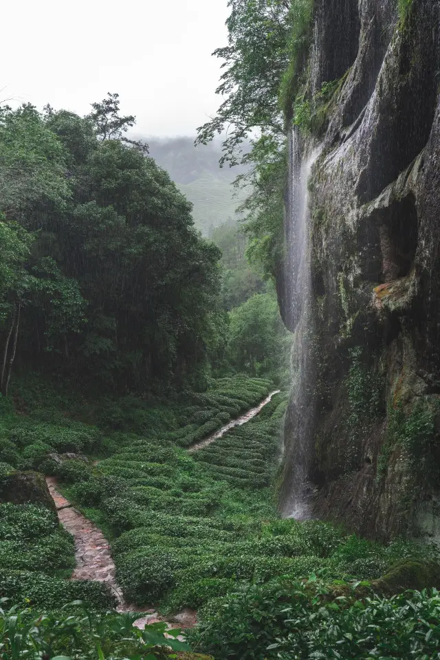 Entry to the hinterland of Wuyi Mountain National Park is only possible with advance registration