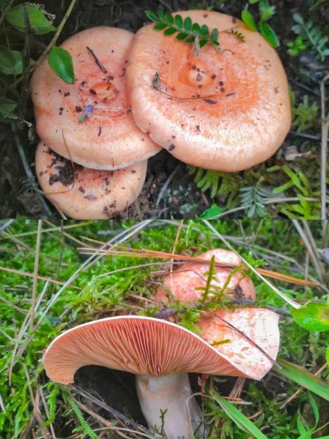 昆明周邊個本地人才知道的撿菌寶藏地